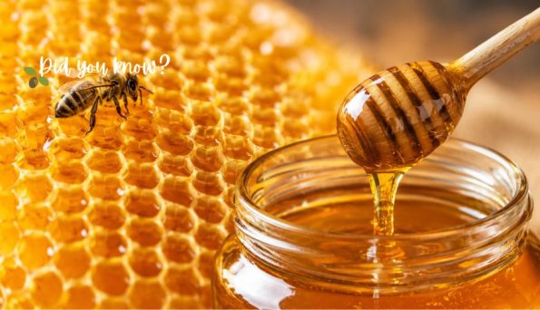 Close-up of a bee on honeycomb with a jar of honey and a honey dipper dripping honey into the jar
