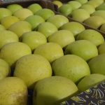 Maçã Golden CAT II (75/80) kg