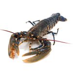 Lavagante Inteiro Cozido E Congelado Gelcentro 325G