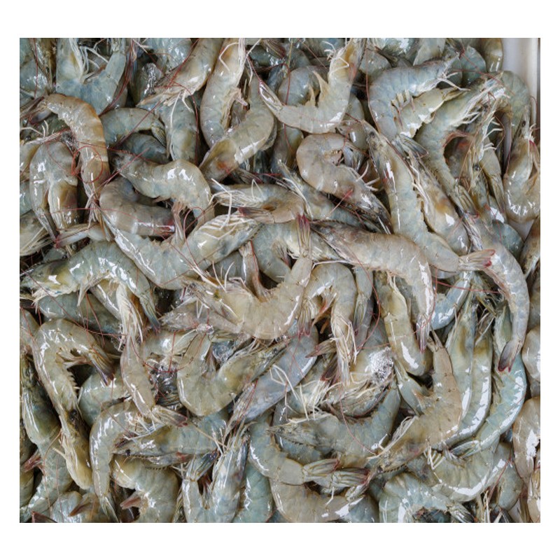 Camarão Selvagem Mozambique (80-100) 2Kg - Delícias Camarão Selvagem Mozambique (80-100) 2Kg