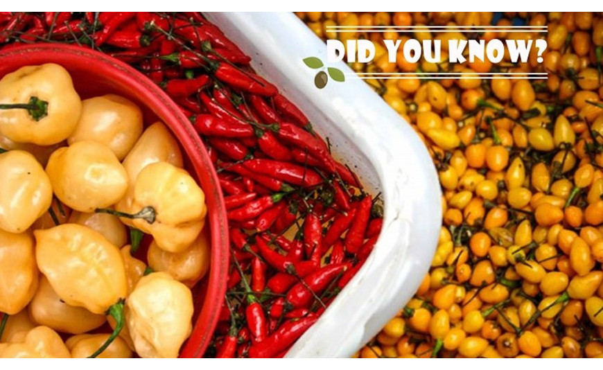 DO YOU KNOW THE 5 MOST POPULAR TYPES OF PEPPERS IN BRAZIL? - Delícias