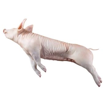 Afonso Dos Leitoes Whole Raw Suckling Pig 5 to 6 kg