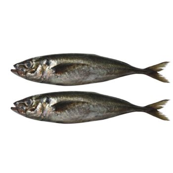 Two whole fish placed parallel on a white background, tails to the right.